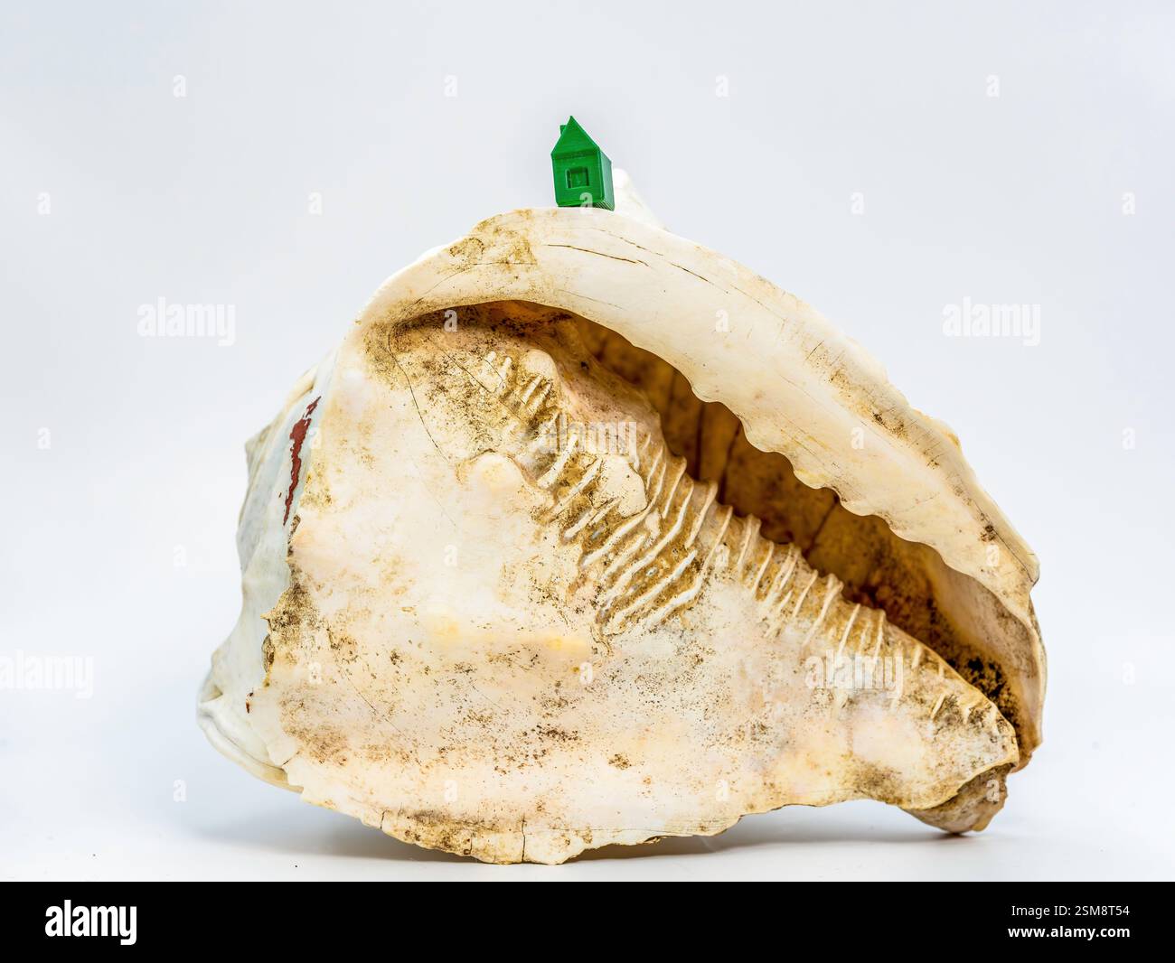 Ein grünes Haus auf einer verwitterten Muschel vor weißem Hintergrund, symbolisiert Harmonie zwischen Natur und Schutz Stockfoto