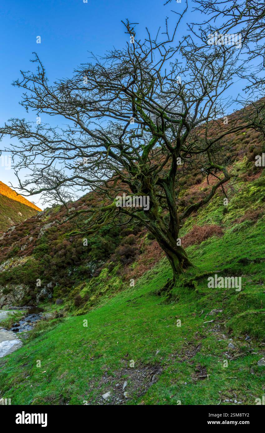 Moosbedeckte Bäume im Karding Mill Valley, umgeben von üppigen Hügeln und schroffem Gelände, vor einem lebhaften Abendhimmel Stockfoto