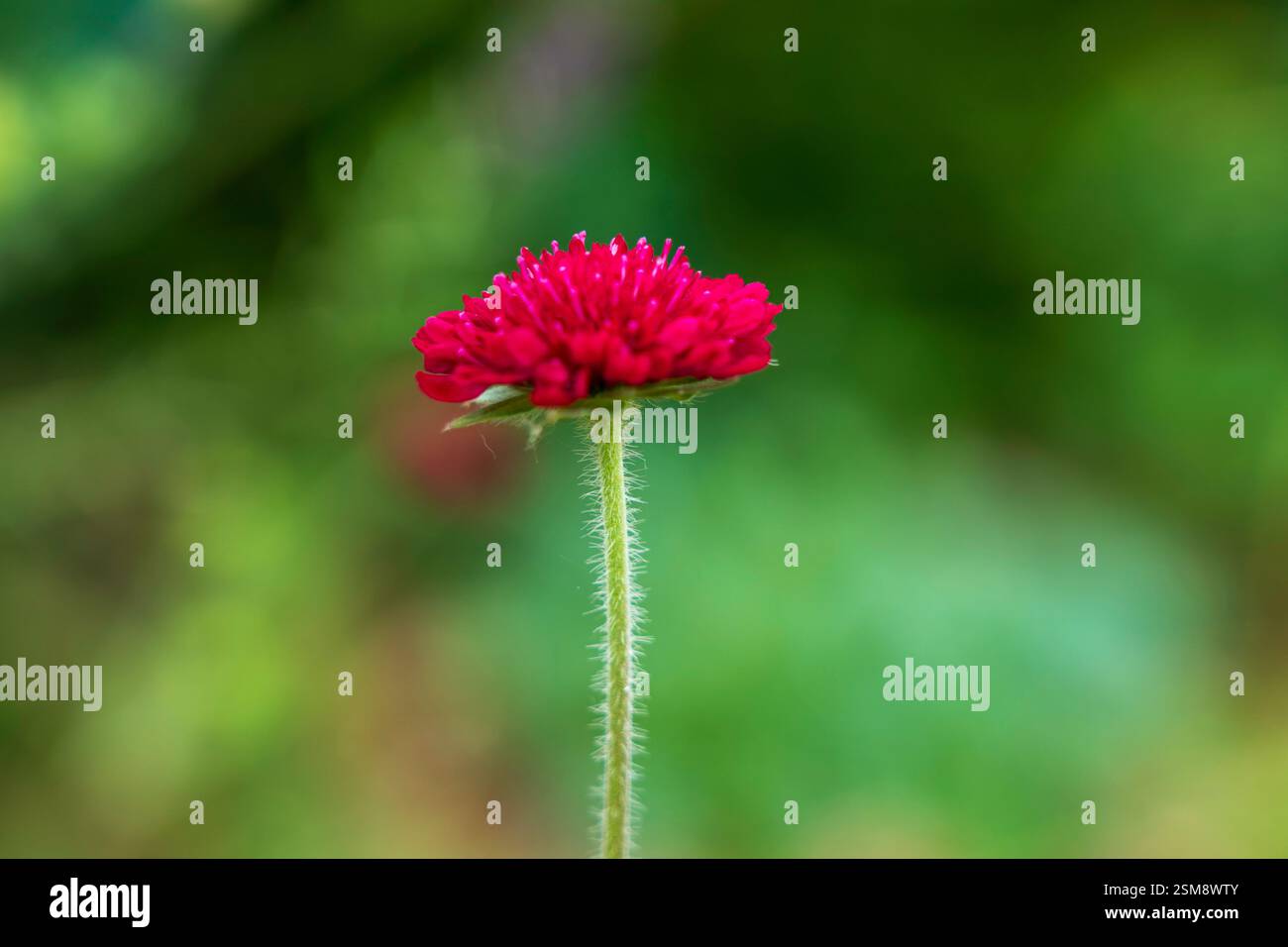 Karmesin-Pincushion-Blume (Knautia macedonica) blüht in einem weichen grünen natürlichen Hintergrund Stockfoto