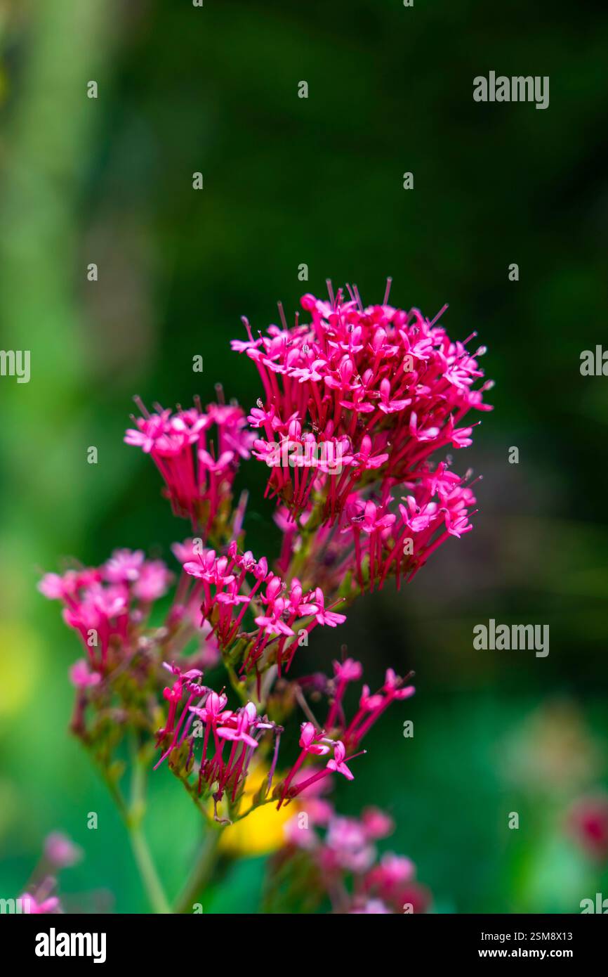 Leuchtende rosafarbene Valerian Flowers in Bloom – Botanische Nahaufnahme-Fotografie mit üppigem grünem Hintergrund Stockfoto