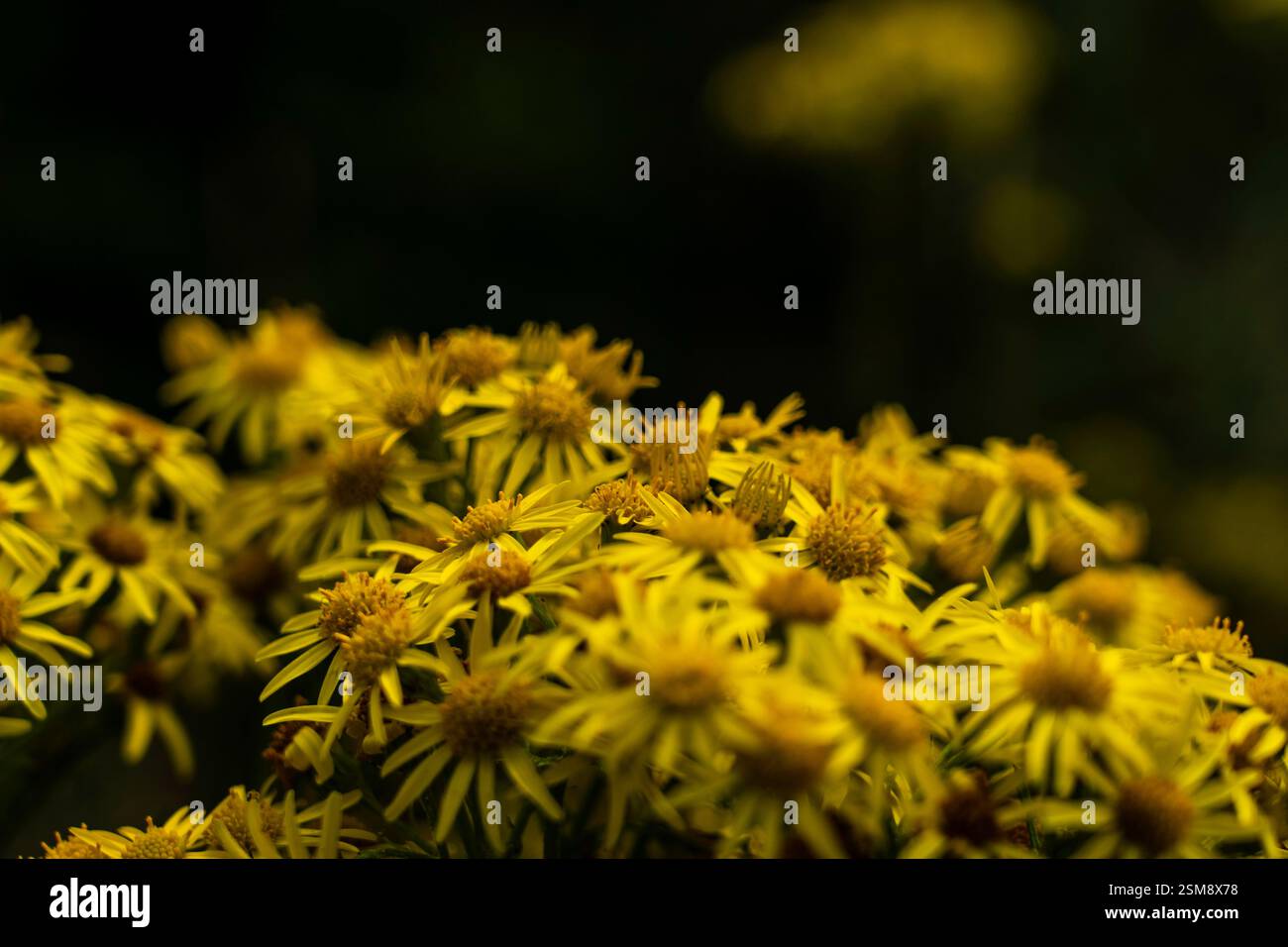 Leuchtende gelbe Ragkraut-Blüten in Moody Low Light Nahaufnahme vor dunklem Wald Hintergrund Stockfoto