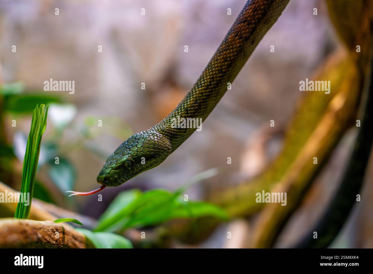 Nahaufnahme von Green Tree Python (Morelia viridis) mit Gabelzunge in einem üppigen tropischen Habitat Stockfoto