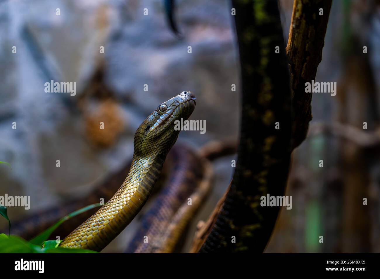 Faszinierende Nahaufnahme eines Teppichpythons (Morelia spilota) inmitten eines naturalistischen Habitats und strukturierten Hintergrunds Stockfoto