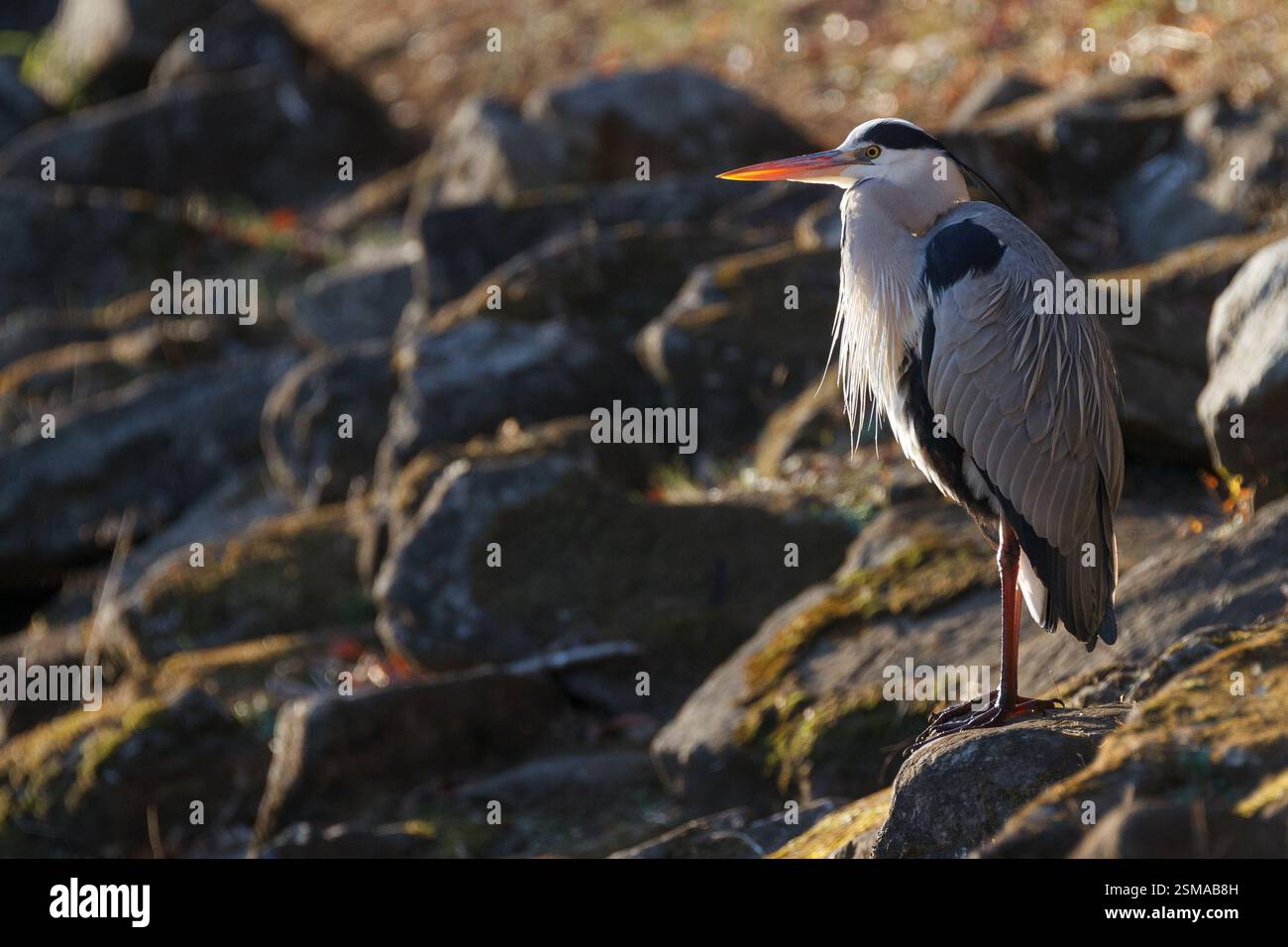 Ein Graureiher (Ardea cinerea) in einem Park in Kanagawa, Japan. Stockfoto