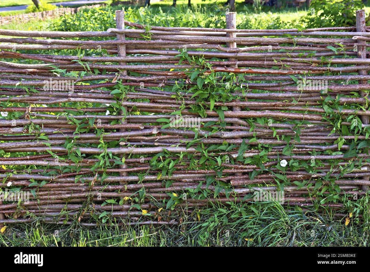 Gewebte weide zaun, Gezwirnter bindweed vor dem Hintergrund des grünen Grases Stockfoto