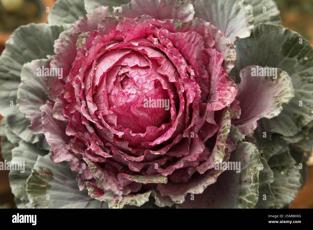 Gemeinsamen Namen Blüte oder ornamentalen Grünkohl Kohl lateinischen Namen Brassica Oleracea Arten Stockfoto