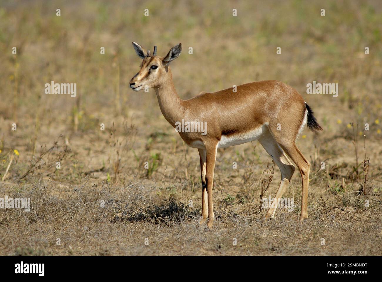 Chinkara Indische Antilope Gazella gazella, Nalia, Kutch, Gujarat, Indien, Asien Stockfoto