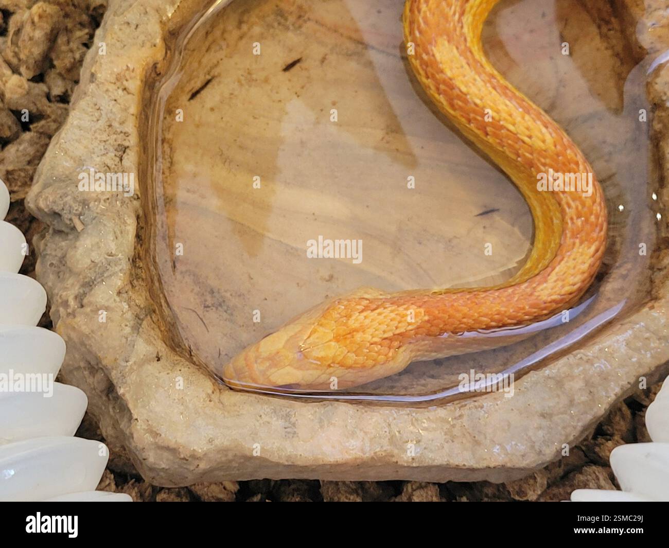 Eine Schlange, die Wasser trinkt Stockfoto