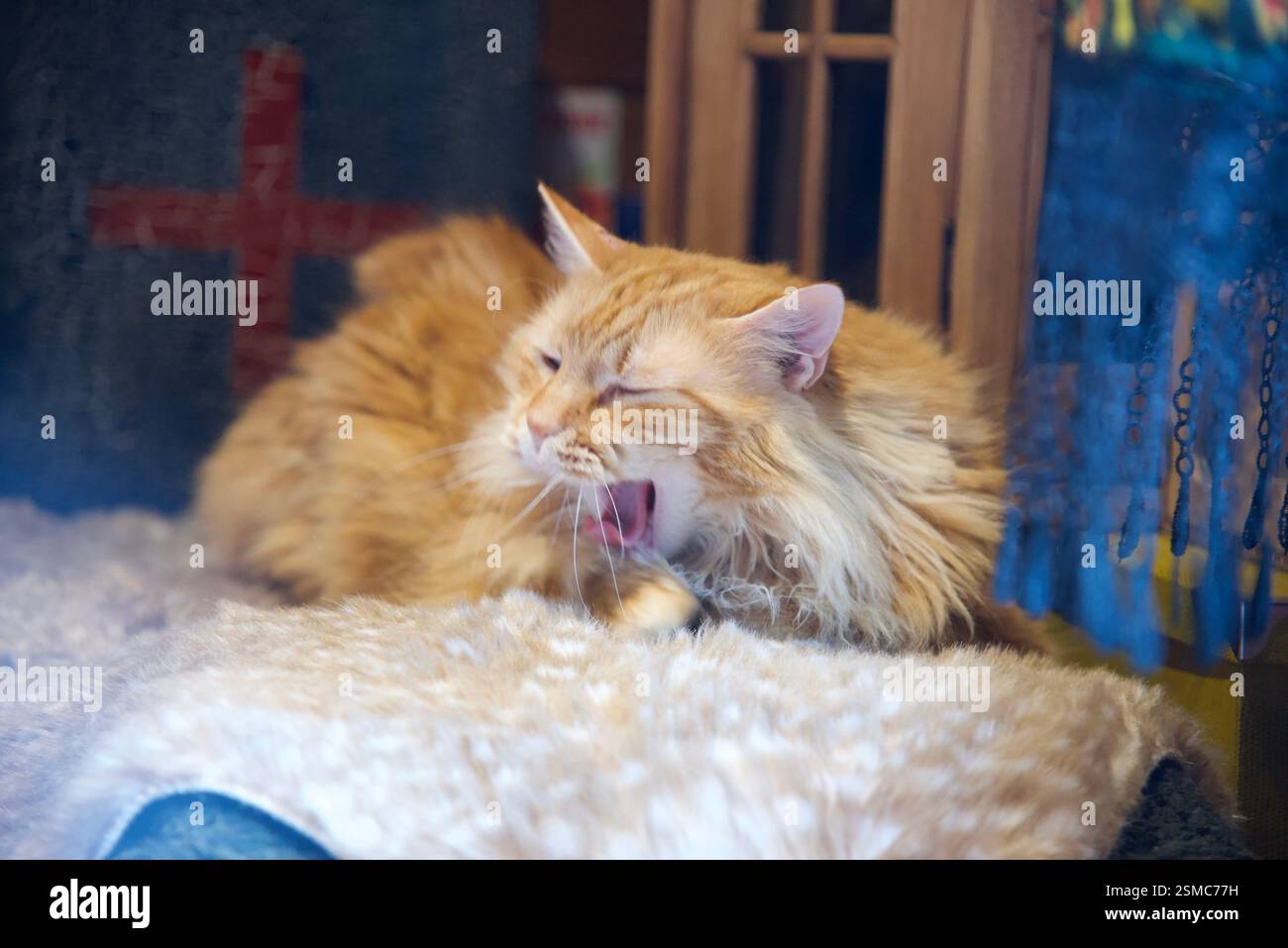 Seltene schöne flauschige Ingwer Tabby Weibchen langhaarig Stockfoto