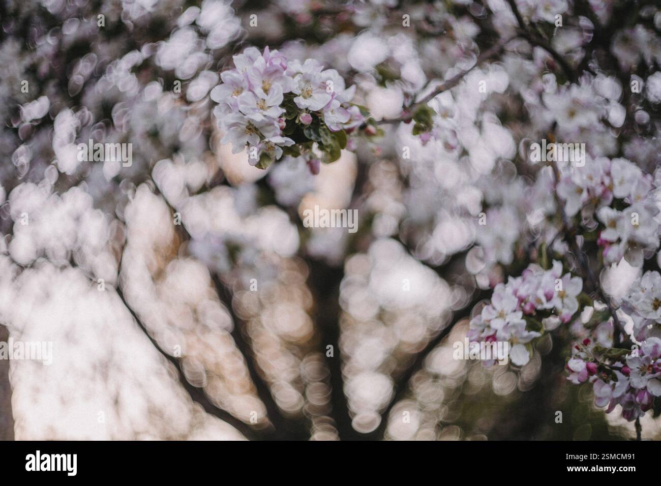 Rosafarbene Blüten auf Zweigen mit traumhaftem Bokeh-Hintergrund im Frühling Stockfoto