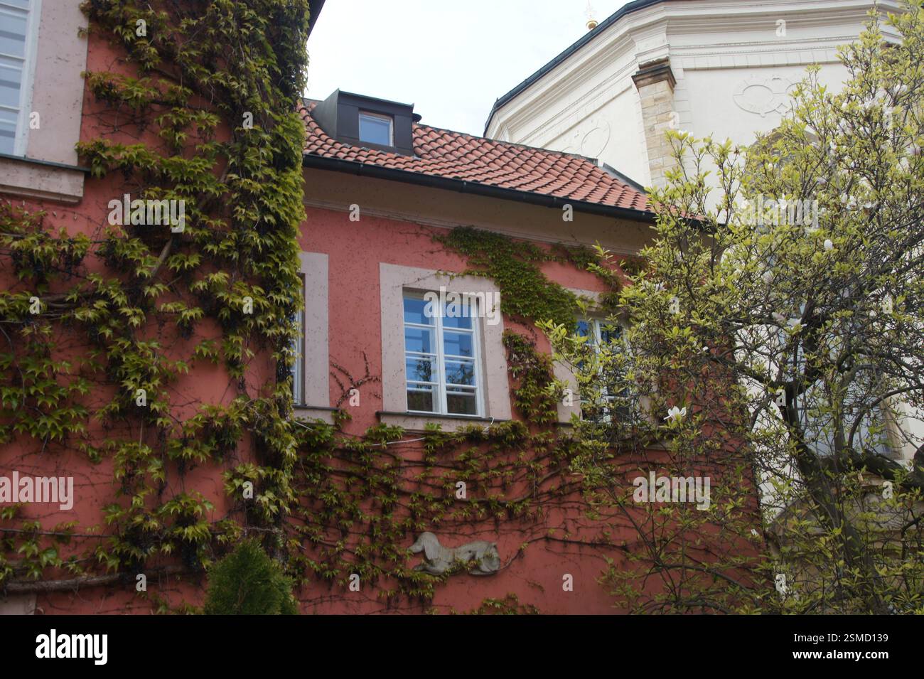 Rote Putzwand mit grünem Efeu bedeckt. Weiß gerahmte Fenster mit blauen Fensterläden. Steinskulptur eines Gargoyles. Architektonische Details von Prag. Das ist Stockfoto