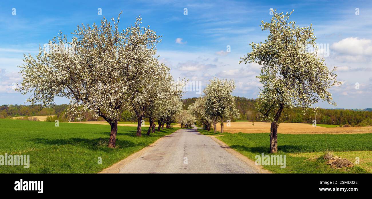 Blick auf die Straße im Frühling und eine blühende Apfelbaumallee Stockfoto