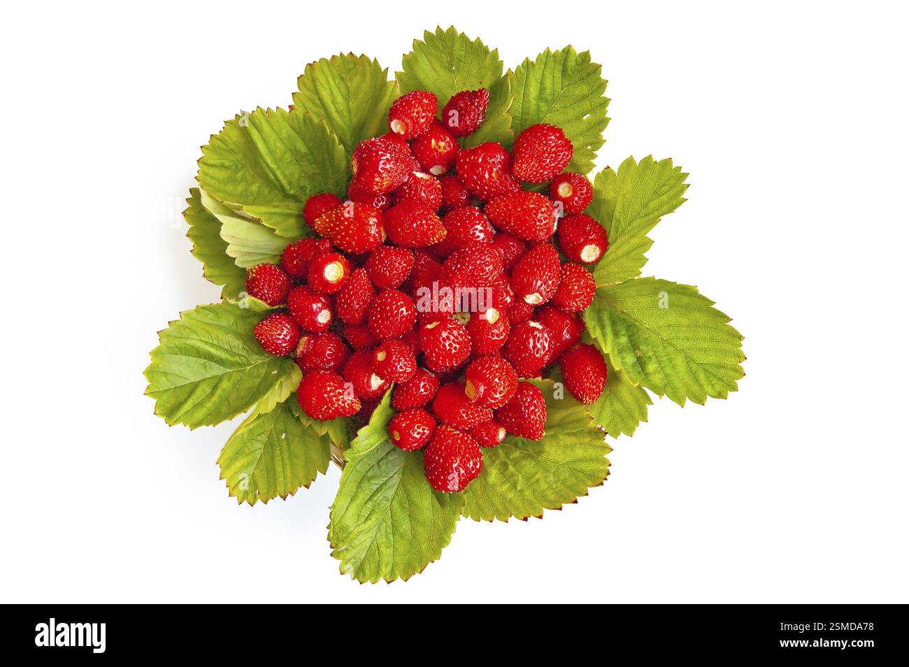 Rote reife Erdbeeren mit grünen Blättern in einem Korbblech isoliert auf weißem Hintergrund Stockfoto