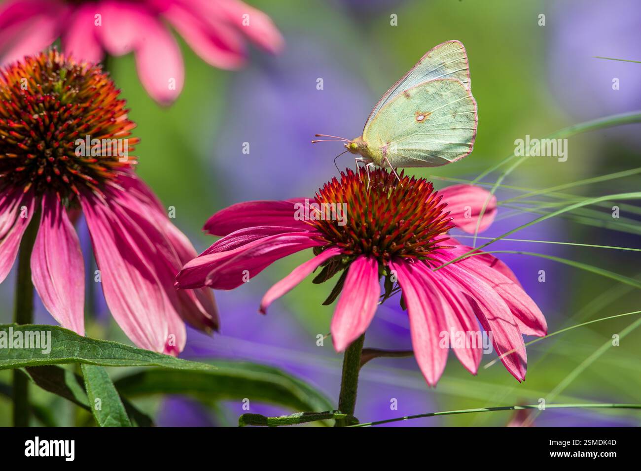 Ein Garten mit rosafarbenen Echinacea-Blüten, der von einem hübschen Schwefelschmetterling mit rosa Kanten an den Flügeln besucht wird. Stockfoto