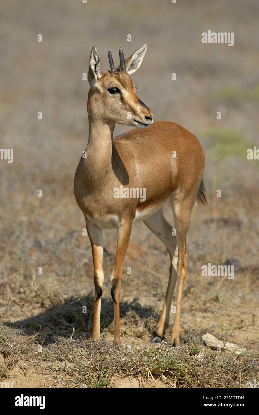 Chinkara Indische Antilope Gazella gazella, Nalia, Kutch, Gujarat, Indien, Asien Stockfoto
