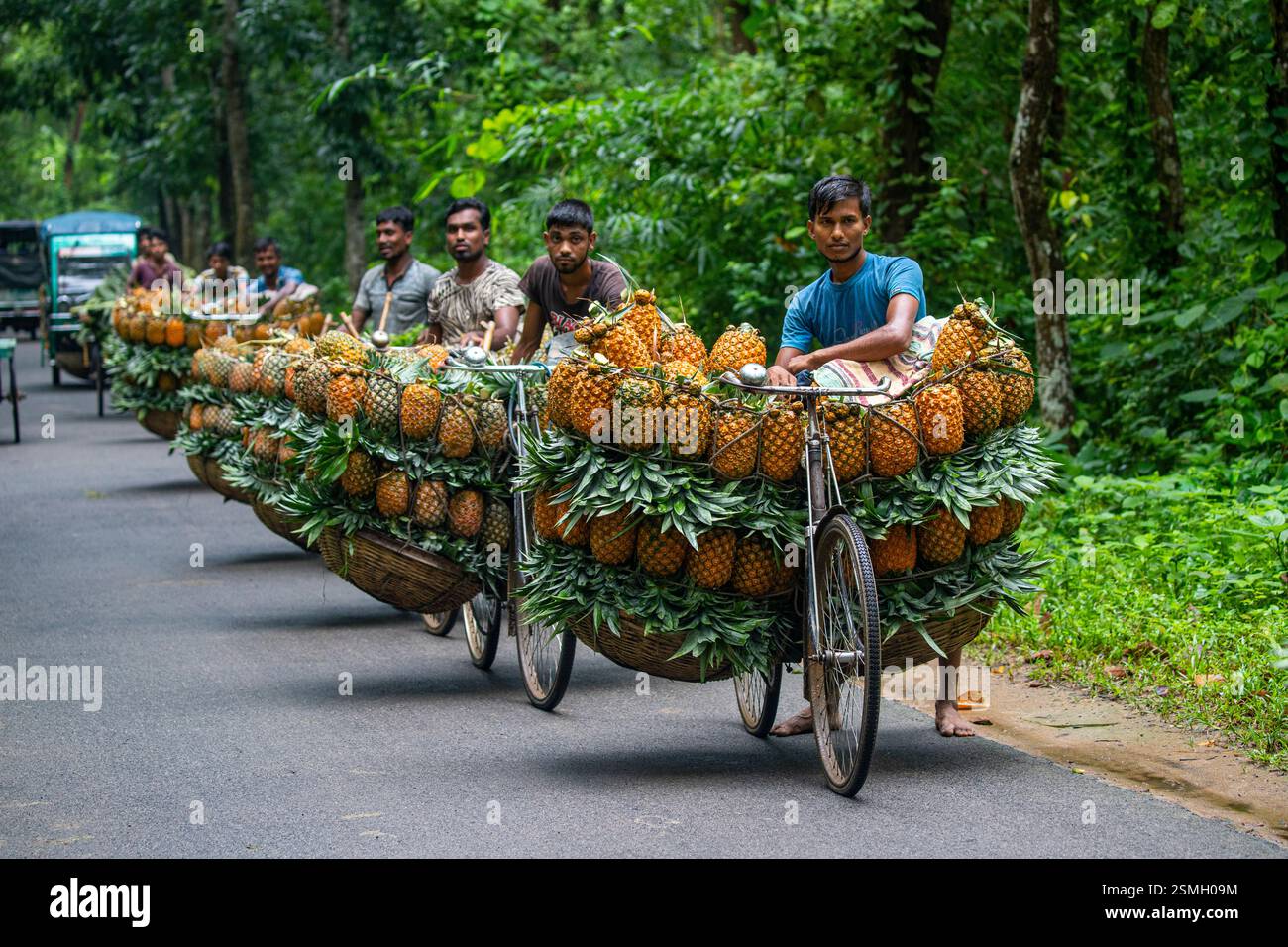 Die Landwirte transportieren frisch geerntete Ananas auf Fahrrädern zum Markt in Madhupur, Tangail, Bangladesch, wobei sie eine traditionelle Methode der Erzeugung vorführen Stockfoto