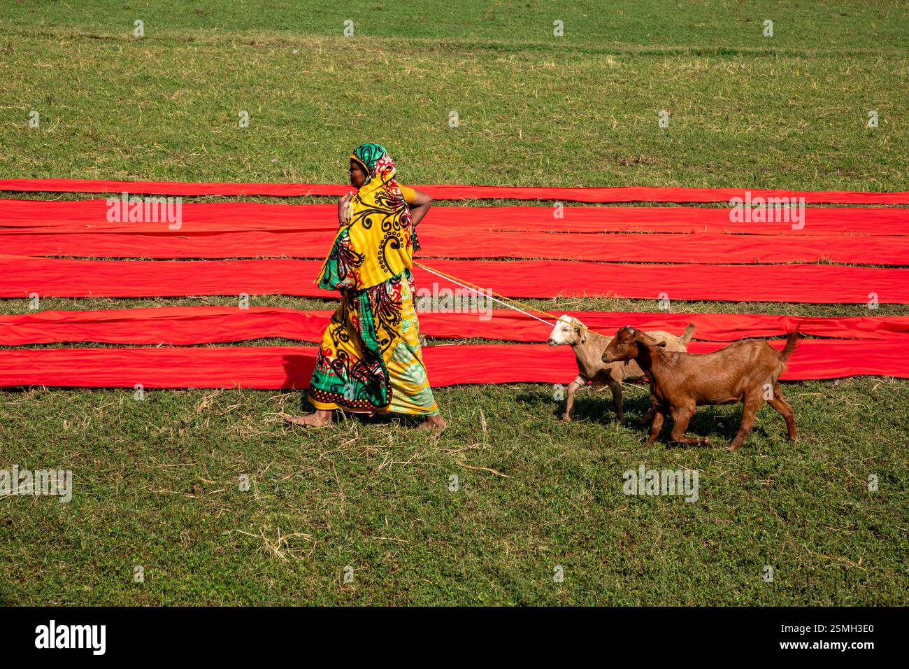 Eine Frau kehrt mit ihren Ziegen nach Hause zurück, nachdem sie sie auf dem Feld geweidet hat. Narsingdi, Bangladesch. Stockfoto