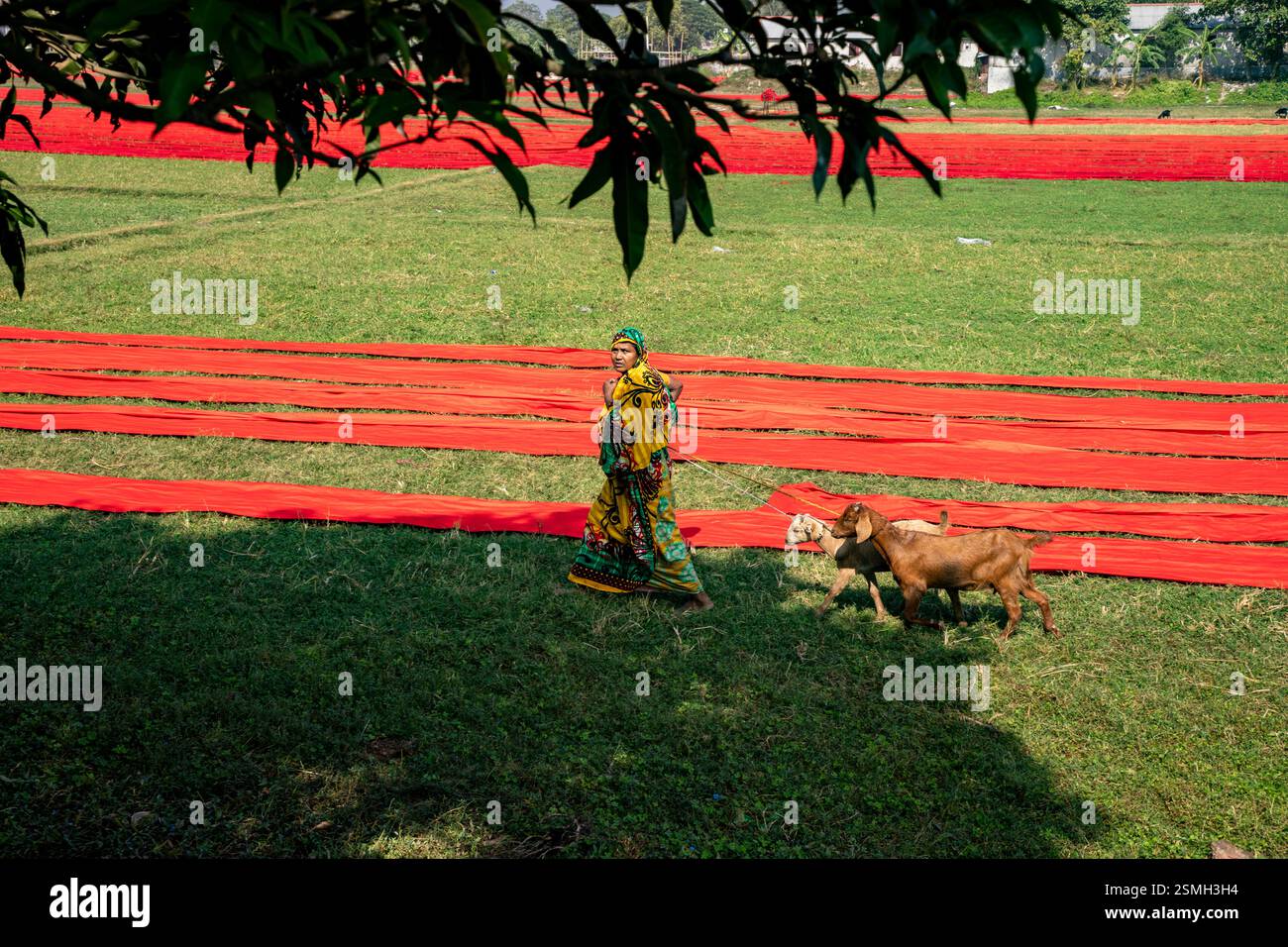 Eine Frau kehrt mit ihren Ziegen nach Hause zurück, nachdem sie sie auf dem Feld geweidet hat. Narsingdi, Bangladesch. Stockfoto