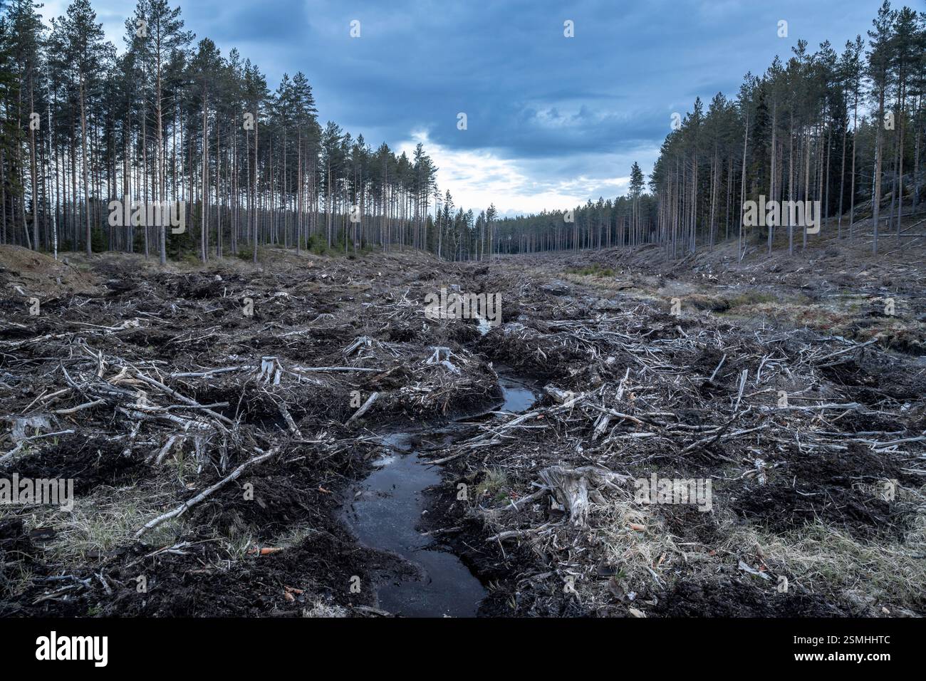 Hässliche, kohlenstoffausstoßende Kahlschläge und menschliche Gier sind in Finnland alltäglich Stockfoto