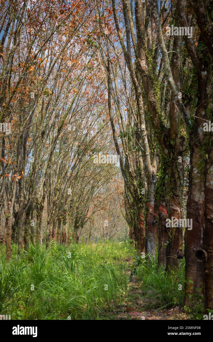 Im Sommer ändern sich die Blätter in Gummibäumen von grün zu orange, was die Zeit ist, das Klopfen von Gummi in Pathio, Chumphon, zu stoppen Stockfoto