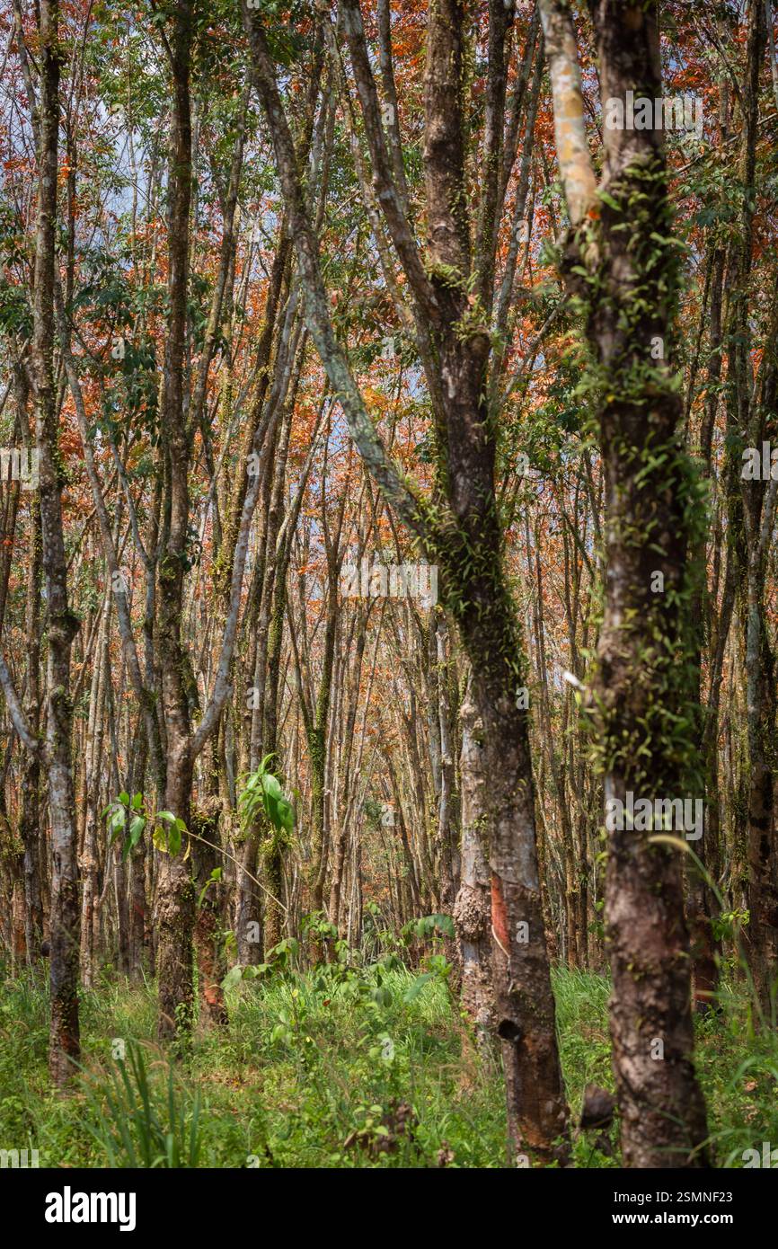 Im Sommer ändern sich die Blätter in Gummibäumen von grün zu orange, was die Zeit ist, das Klopfen von Gummi in Pathio, Chumphon, zu stoppen Stockfoto