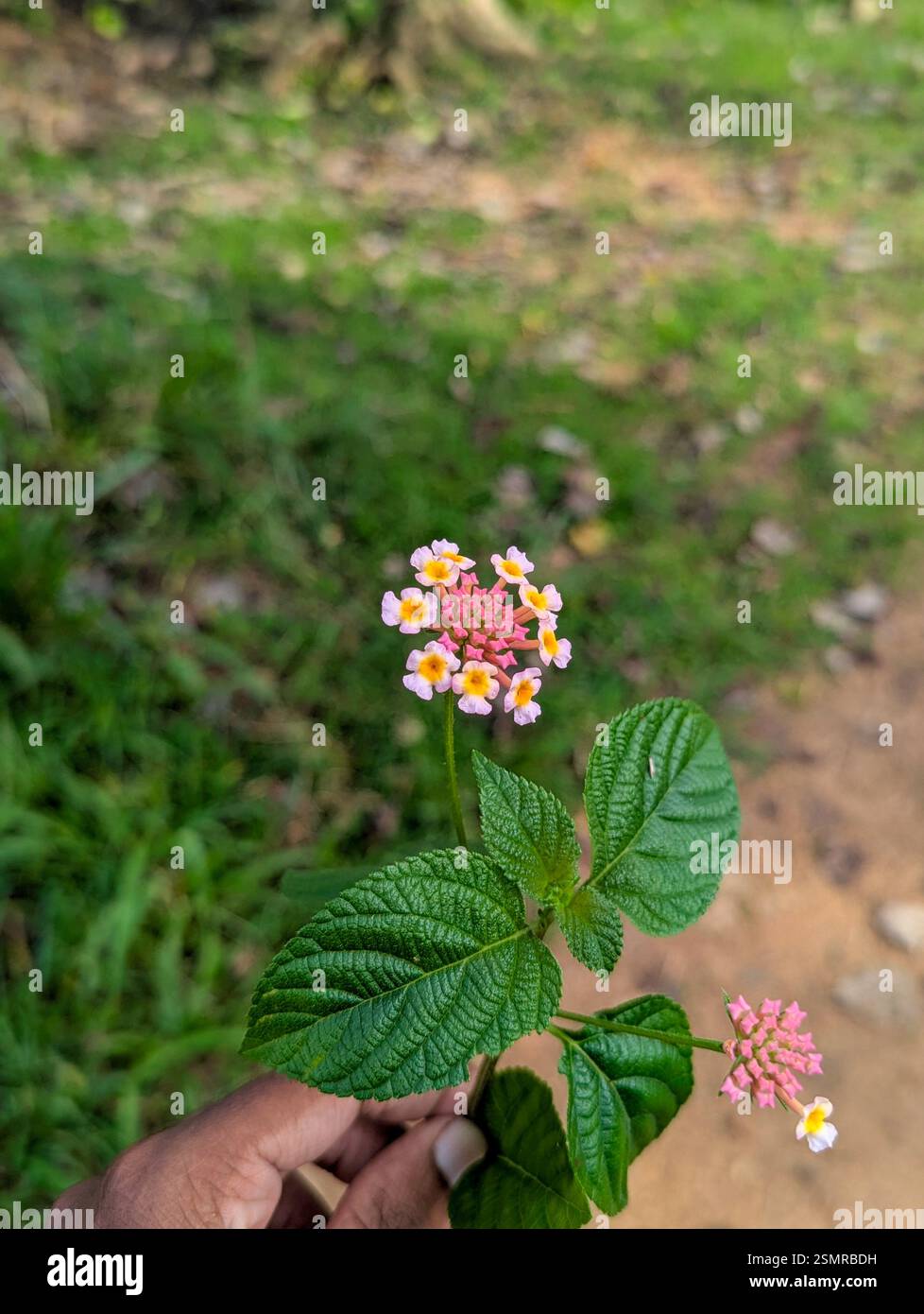 Leuchtendes Pink und Orange Lantana Camara in voller Blüte - Smartphone-aufgenommenes Stockfoto