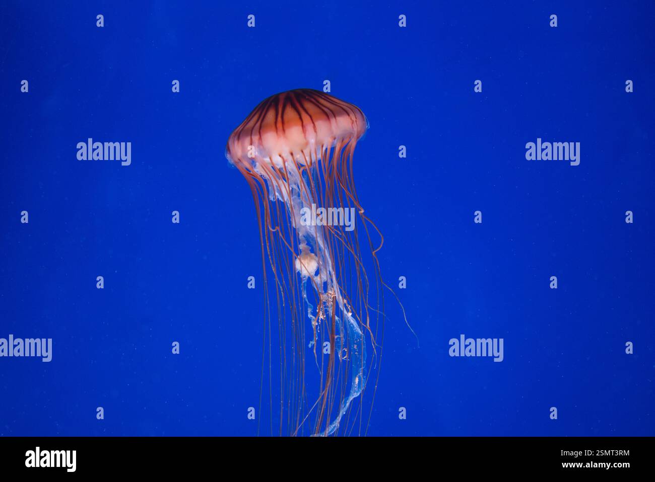 Anmutige Quallen gleiten durch den tiefblauen Ozean Stockfoto