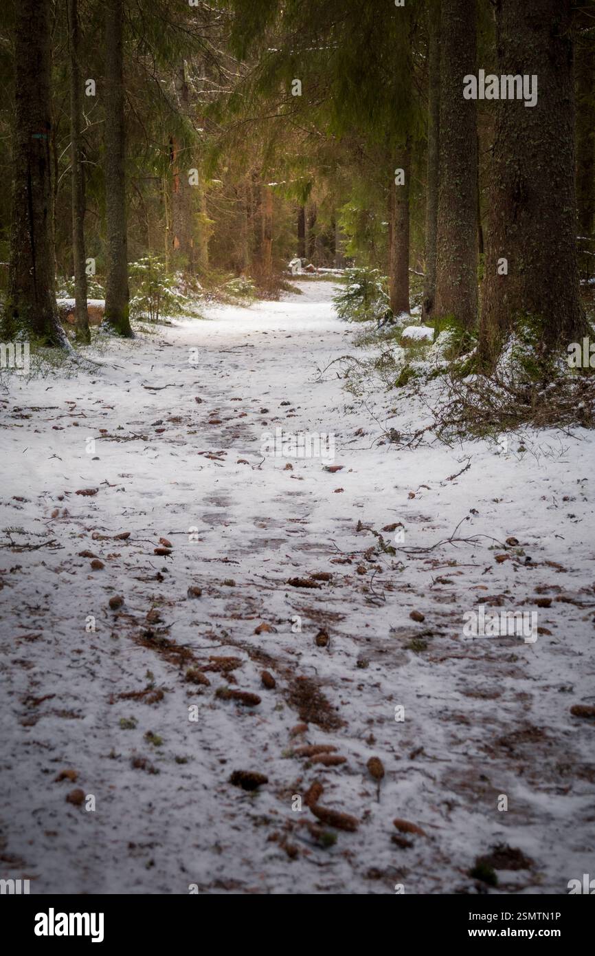 Ein ruhiger Waldweg unter bogenförmigen Kiefernästen, nebelige Luft, die von Eiskristallen schimmert, führt in der Ferne zu einem sanften Leuchten Stockfoto