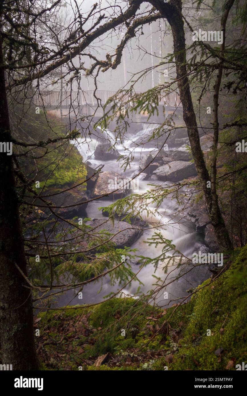 Nebliger Herbst bei Gjerdrum Almenning – Nebel bedeckt den See, Reflexionen tanzen auf dem Wasser, eine einsame Kiefer erhebt sich aus dem Verfall und Wasserfälle Stockfoto