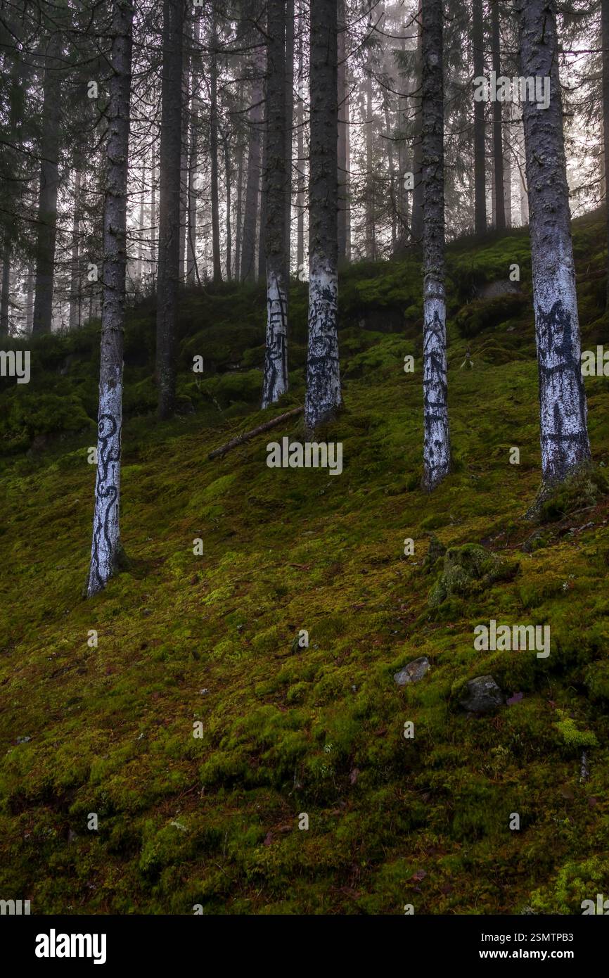 Nebliger Herbst bei Gjerdrum Almenning – Nebel bedeckt den See, Reflexionen tanzen auf dem Wasser, eine einsame Kiefer erhebt sich aus dem Verfall und Wasserfälle Stockfoto