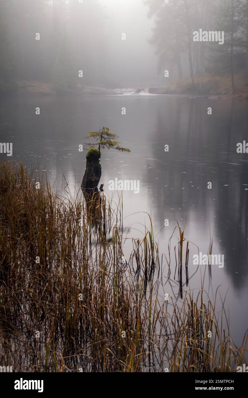 Nebliger Herbst bei Gjerdrum Almenning – Nebel bedeckt den See, Reflexionen tanzen auf dem Wasser, eine einsame Kiefer erhebt sich aus dem Verfall und Wasserfälle Stockfoto