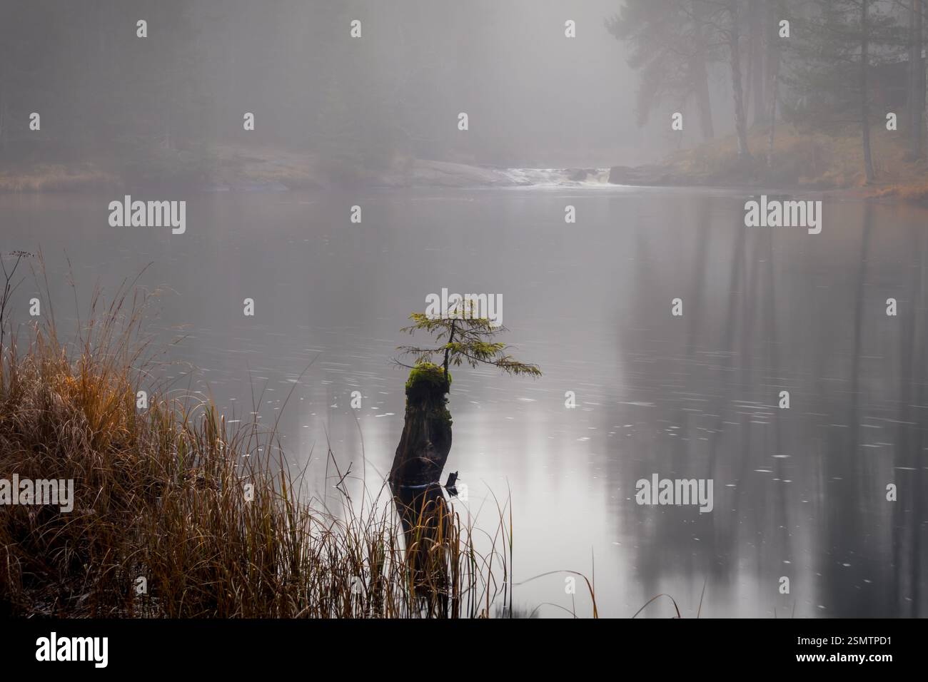 Nebliger Herbst bei Gjerdrum Almenning – Nebel bedeckt den See, Reflexionen tanzen auf dem Wasser, eine einsame Kiefer erhebt sich aus dem Verfall und Wasserfälle Stockfoto