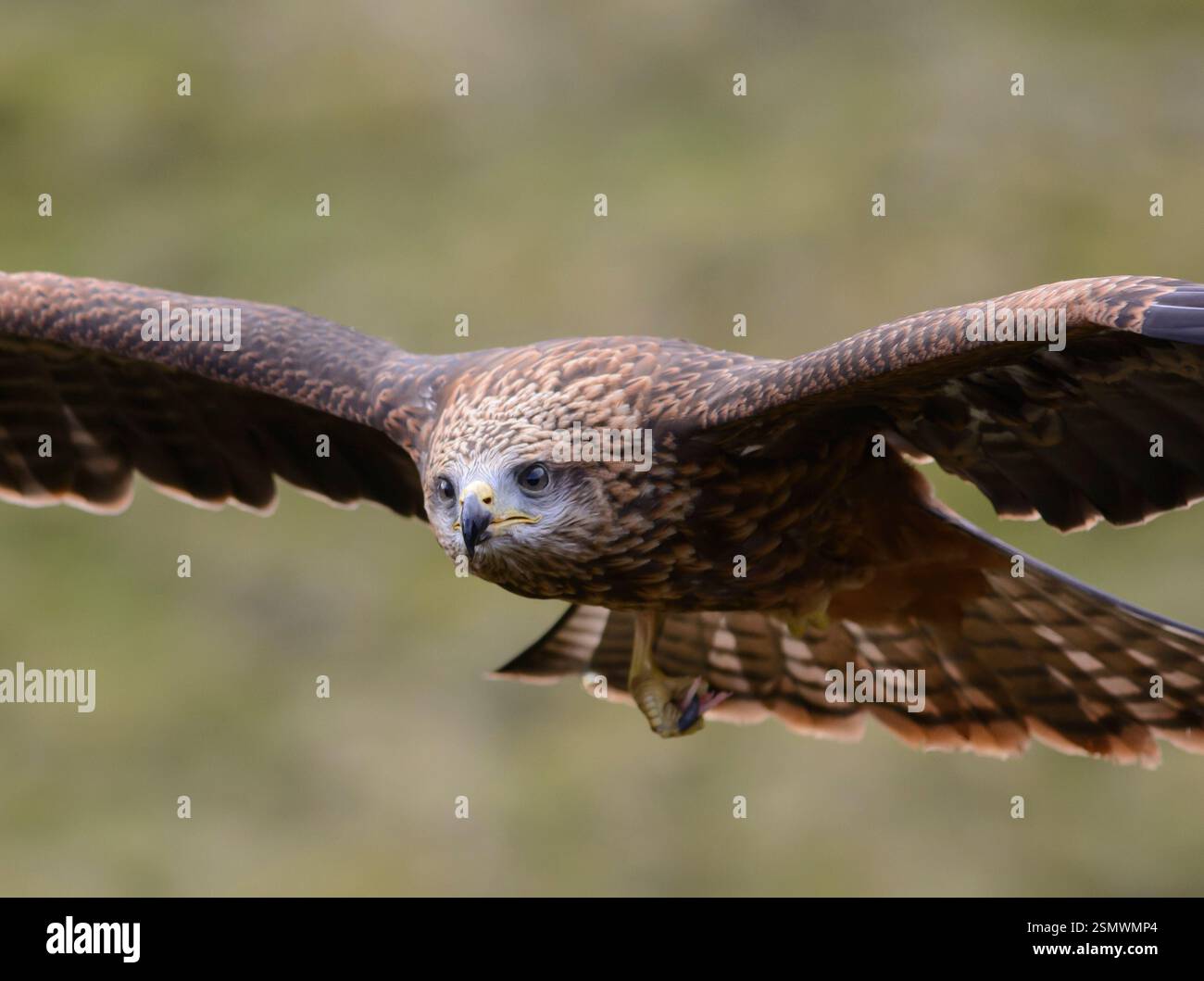 Roter Drachen Milvus milvus, im Flug, Gefangener Vogel, Northumberland, England, Großbritannien, März. Stockfoto
