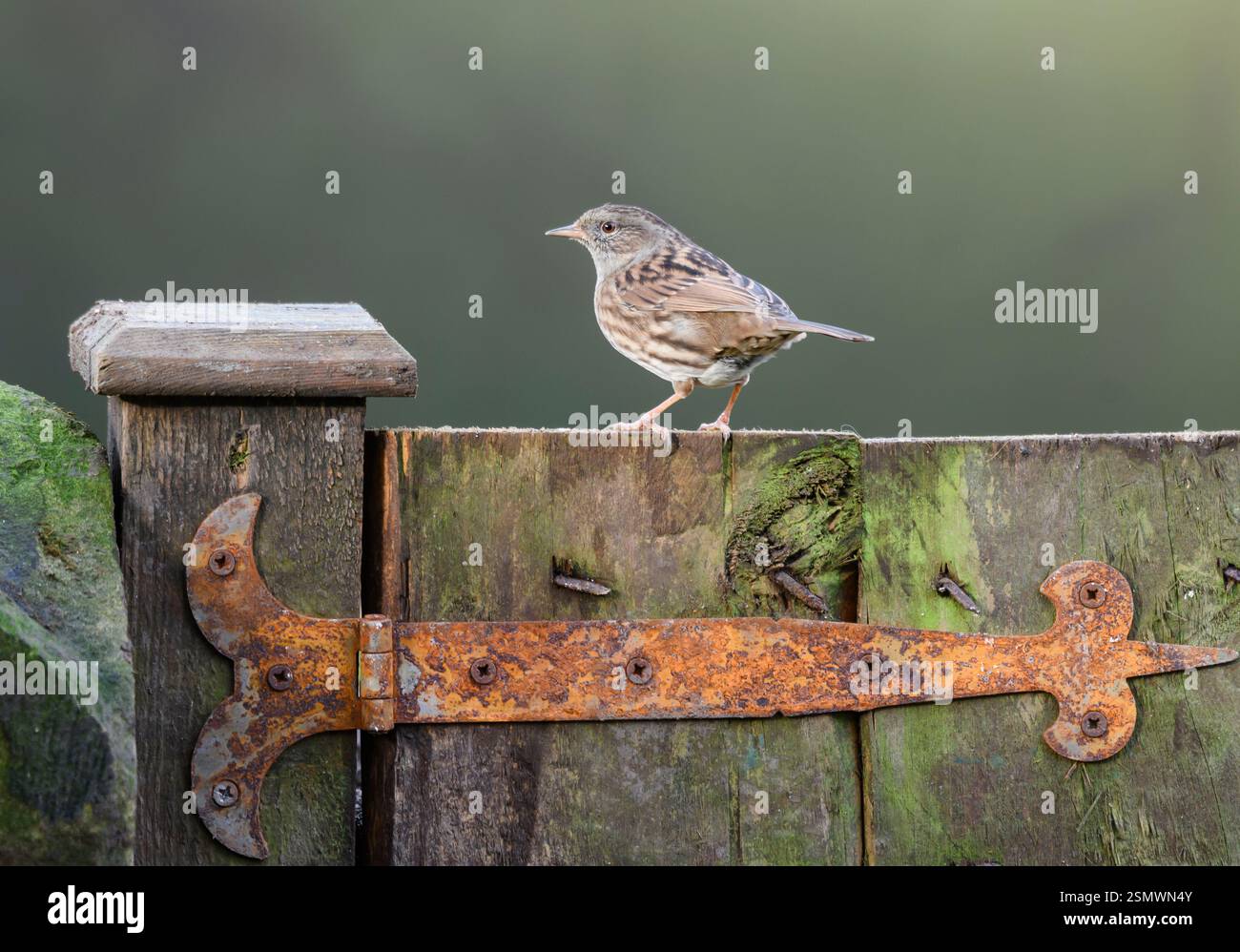 Dunnock Prunella modularis, am Gartentor, County Durham, England, Großbritannien, November. Stockfoto