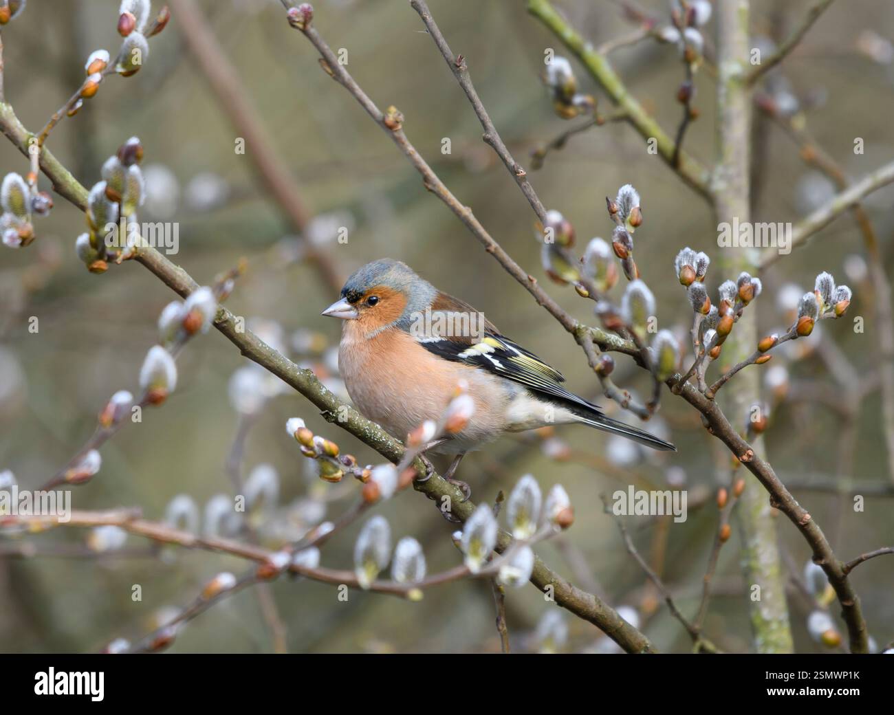 Fringilla Coelebs, männlich in Weidenbaum mit Katzchen, County Durham, England, Großbritannien, Februar. Stockfoto