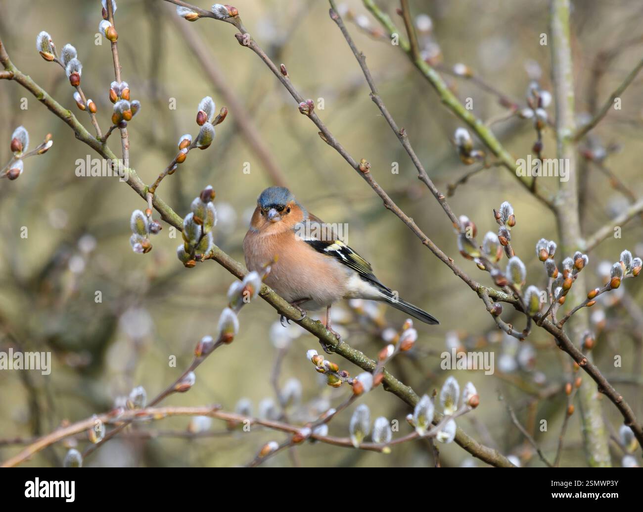 Fringilla Coelebs, männlich in Weidenbaum mit Katzchen, County Durham, England, Großbritannien, Februar. Stockfoto