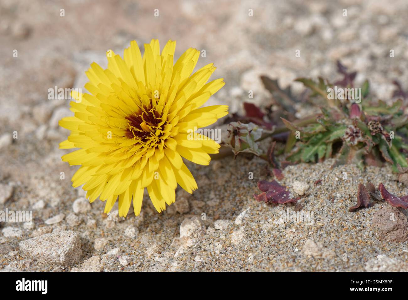 Falschsaatendistel oder Mohnblättrige Reichardia (Reichardia tingitana) blüht auf trockenem Küstenkalkstein, Naturpark Cabo de Gata-Nijar, Almeria Spanien Stockfoto