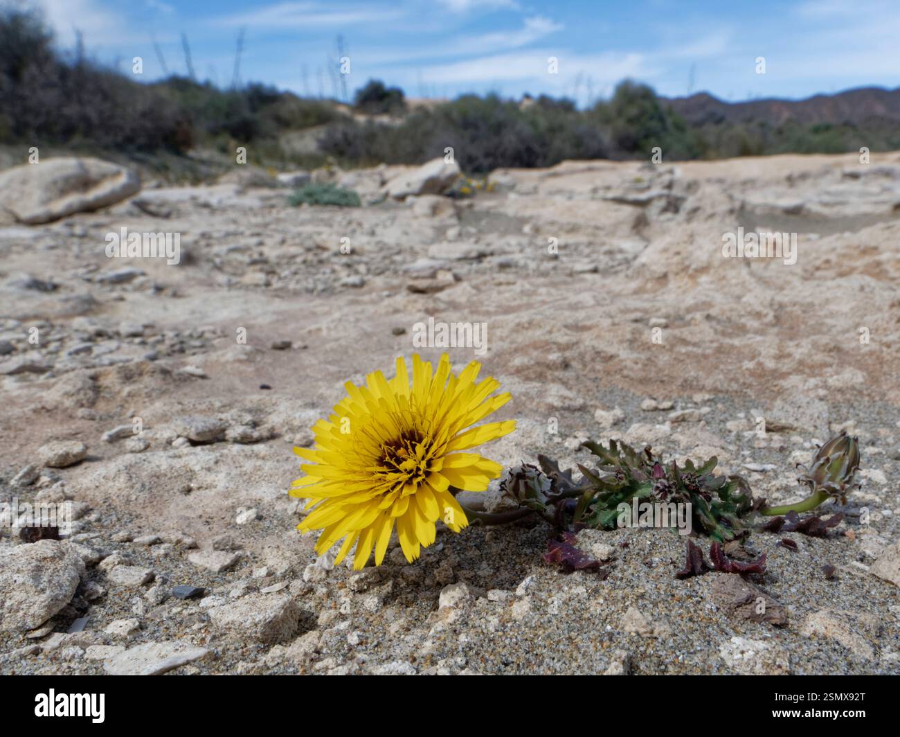 Falschsaatendistel oder Mohnblättrige Reichardia (Reichardia tingitana) blüht auf trockenem Küstenkalkstein, Naturpark Cabo de Gata-Nijar, Almeria Spanien Stockfoto