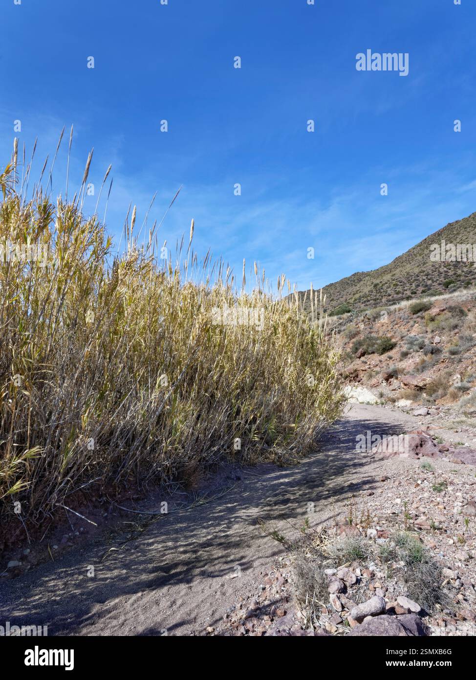 Riesen-Schilf / spanisches Rohr (Arundo donax) wachsen neben einem ausgetrockneten Flussbett, Cabo de Gata-Nijar Naturpark, Almeria, Spanien, März. Stockfoto