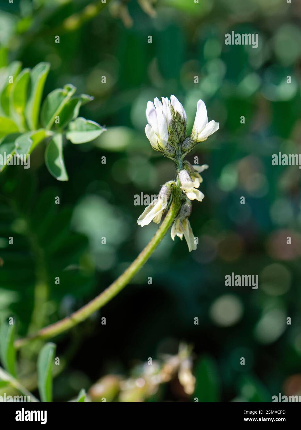 Milkvetch (Astragalus edulis), eine bedrohte Pflanze aus Spanien und Afrika, deren Samen in einigen Kulturen gegessen werden, Cabo de Gata-Nijar Park, Almeria Stockfoto