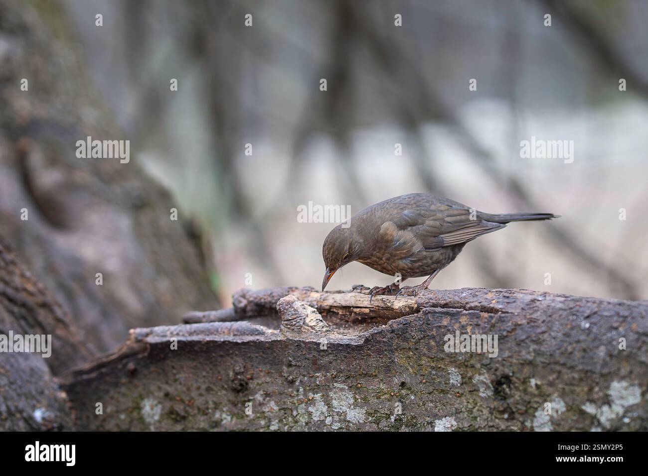 Weibliche Amsel, turdus merula, sitzt im Winter auf Holz. Stockfoto Weibliche Amsel, turdus merula, sitzt im Winter auf Holz. Stockfoto