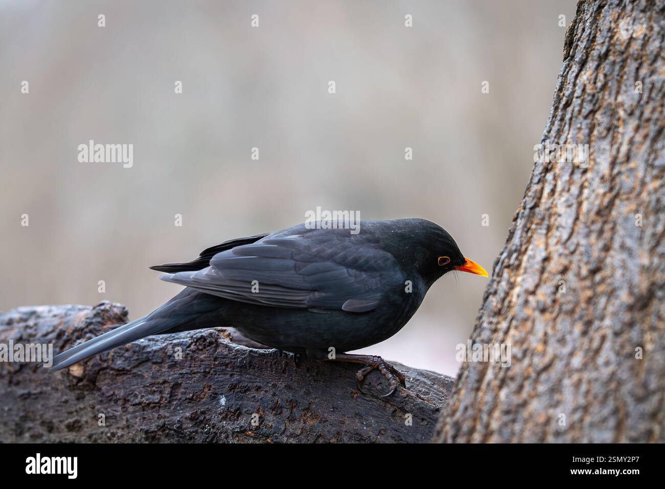 Männliche Amsel, turdus merula, sitzt im Winter auf Holz. Kleiner dunkler Vogel mit orangefarbenem Schnabel, der auf dem Baum beobachtet. Stockfoto Männliche Amsel, turdus merula, sitzt im Winter auf Holz. Kleiner dunkler Vogel mit orangefarbenem Schnabel, der auf dem Baum beobachtet. Stockfoto
