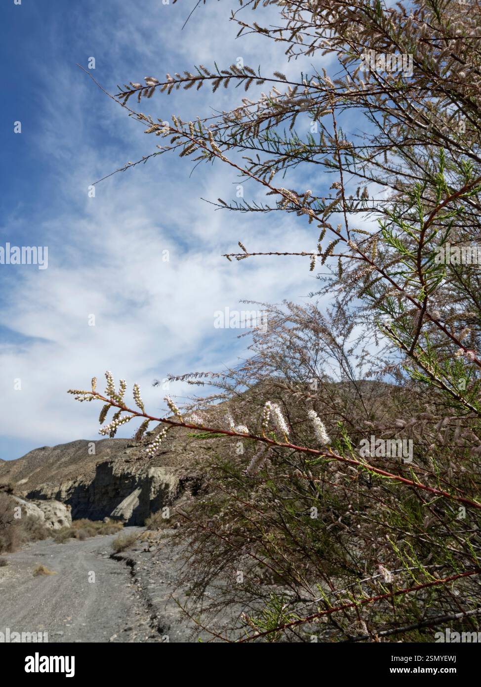 Tamarix sp.) busch blüht neben einem trockenen Flussbett / rambla in hochtrockener Landschaft, Tabernas Wüste, Almeria, Spanien, März. Stockfoto