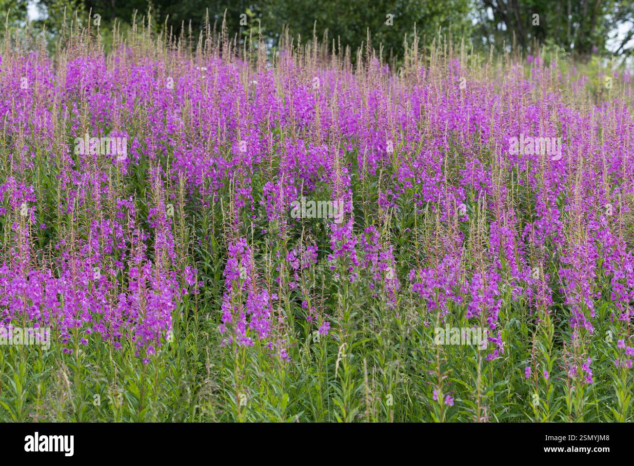 Schmalblättriges Weidenröschen, Weidenröschen, Epilobium angustifolium, Chamerion angustifolium, Chamaenerion angustifolium, Feuer Unkraut, Weidenröschen, tolle Stockfoto