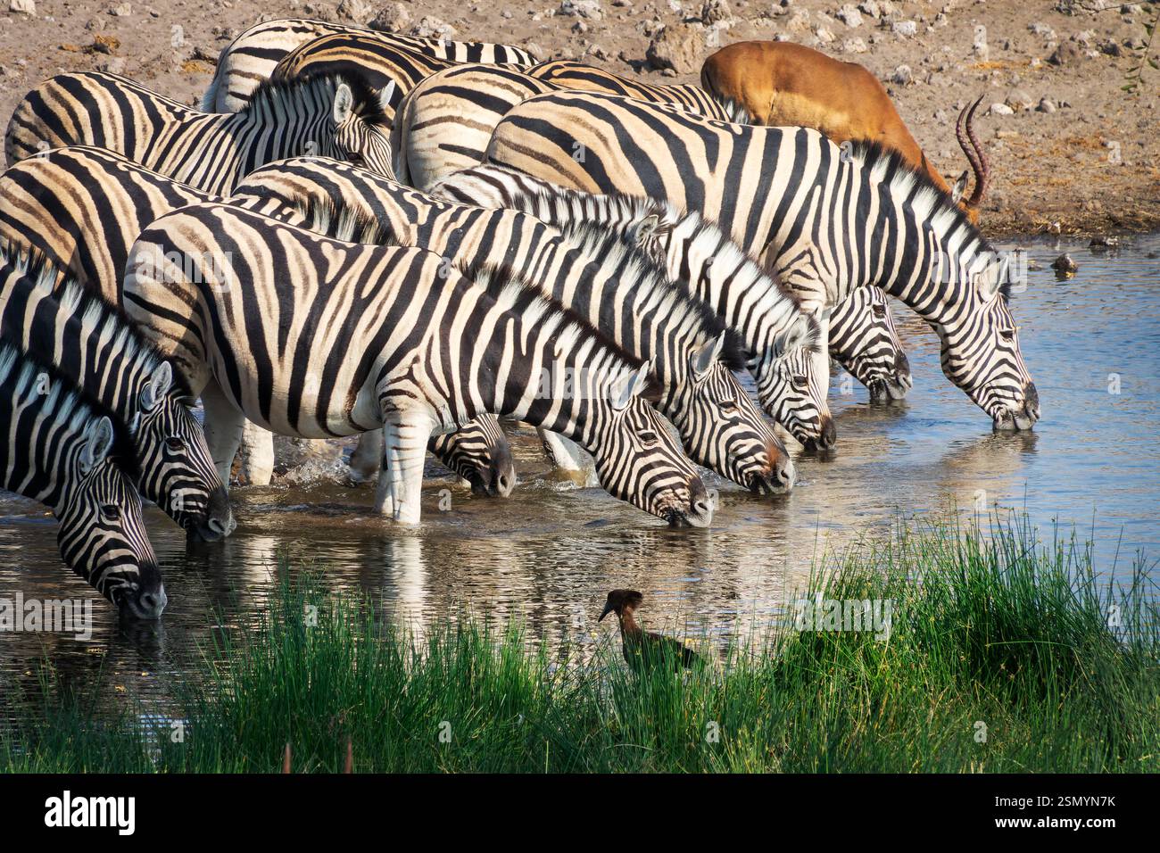 Eine Reihe von Bergzebras, die an einem Wasserloch trinken, Wildtiersafari und Pirschfahrt in Namibia, Afrika Stockfoto