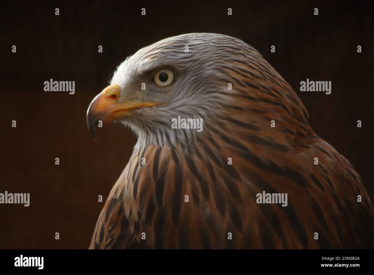 Nahaufnahme eines Vogels mit leuchtendem orangefarbenem Schnabel und natürlichem Hintergrund Stockfoto