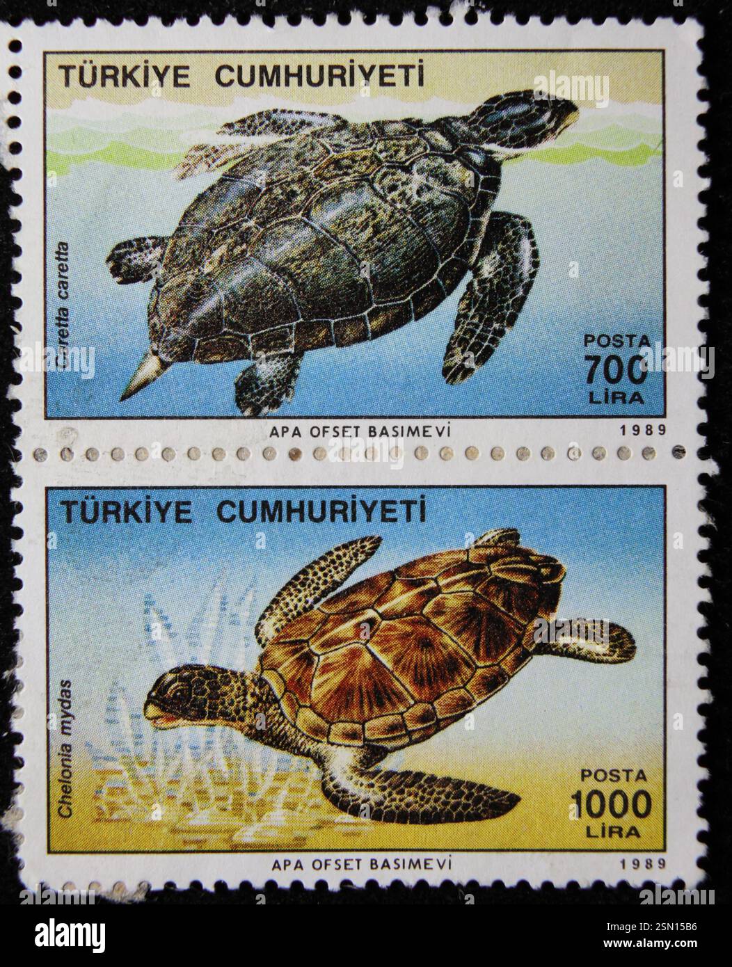 ISTANBUL, TÜRKEI - 26. DEZEMBER 2020: Türkische Briefmarke zeigt Caretta Caretta und Chelonia maydas um 1989 Stockfoto