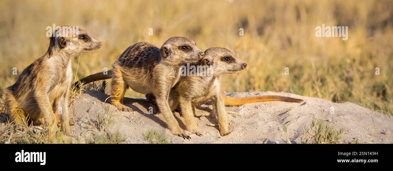 Erdmännchen lebten in Höhlen unter den Wüsten und Grasland von Makgakikgadi Pfannen in Botswana, Afrika Stockfoto