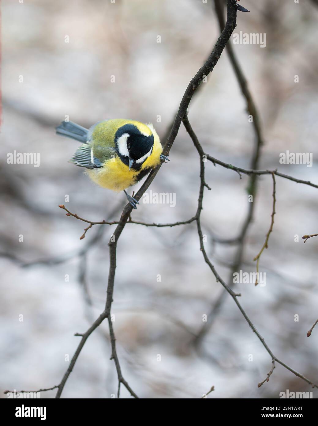 Eine einzelne Titte oder parus Major hängt im Winter an einem Ast. Gefrorener, geraffter Vogel, Titte (Parus Major). Winter Hintergrund mit Vogel. Stockfoto