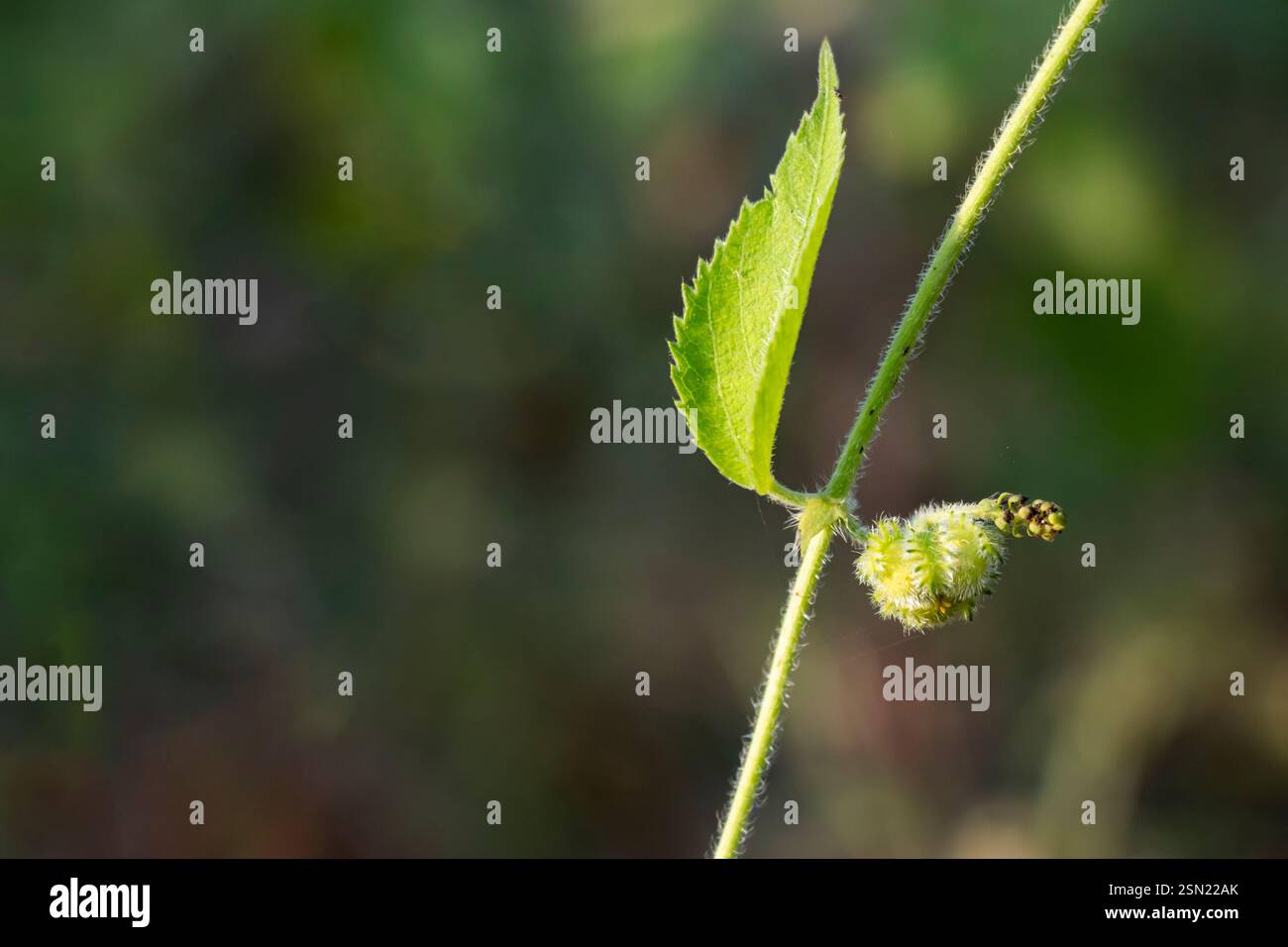 Winzige grüne bis weißliche Blüten sind 2 bis 4 Zoll lang, die aus den Blattachseln im oberen Teil der Pflanze entstehen. Smallspike falsche Brennnessel Stockfoto